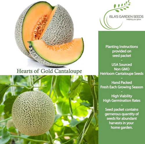 Vista 2 de Semillas de melón Hearts of Gold (Cucumis melo) – Más de 50 semillas de reliquia por paquete de Isla's Garden Seeds, melones aromáticos dulces