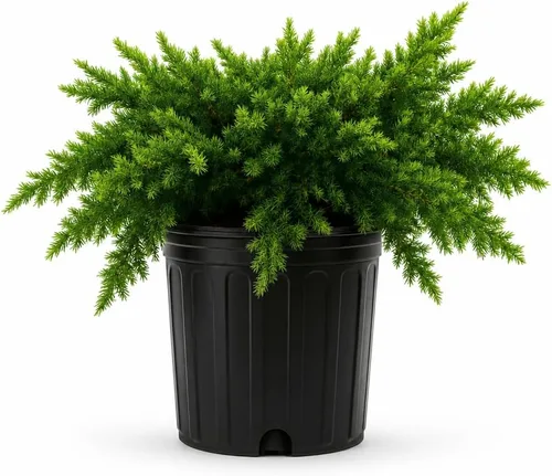 Vista 10 de Blue Pacific Shore Juniper Planta de tamaño de 1 galón vivo Juniperus Conferta Evergreen resistente al frío tolerante a la sequía