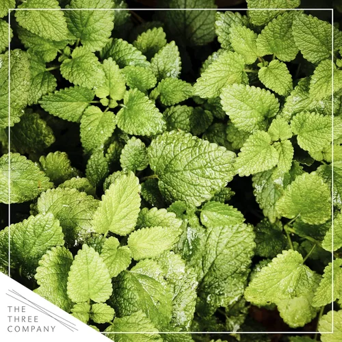 Vista 14 de Hierbas (paquete de 4) - Surtido, hierbas comestibles, aromáticas y culinarias Hierbas surtidas