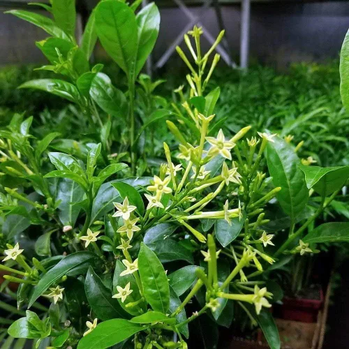 Vista 3 de Jazmín floreciente nocturno I 3 plantas vivas I Cestrum Nocturnum Flores blancas fragantes para la felicidad del jardín nocturno, perfectas