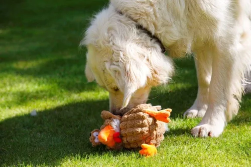 Vista 8 de Petface Farmyard Buddies - Juguete grueso para perros de pollo