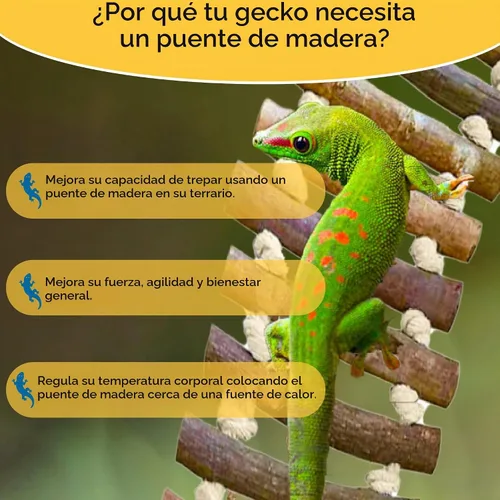 Vista 2 de SunGrow Gecko - Puente de escalera de madera, 14 x 3 pulgadas, gimnasio de ejercicio, percha interactiva para descansar, cierres de metal