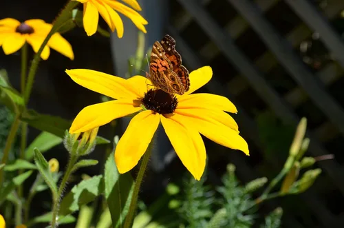 Vista 2 de Black Eyed Susan (Rudbeckia hirta) 500 Seeds - Reliquia - Polinizada abierta - Hermosas semillas de flores para plantar - Atrae polinizadores