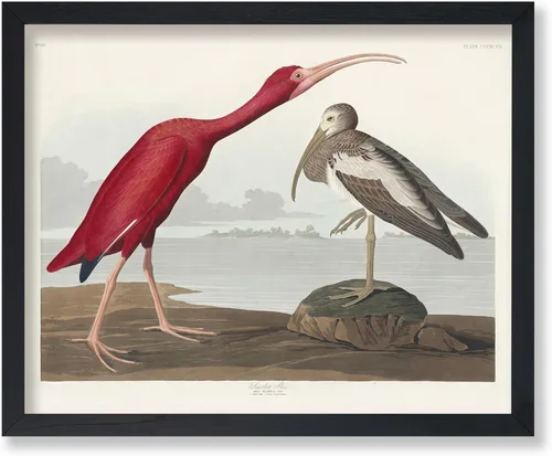 Vista 27 de Poster Master Póster vintage de James Audubon – Impresión retro de amargo americano – Arte de aves de América – Regalo para hombres, mujeres