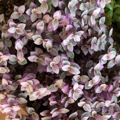 Vista 5 de Pink Callisia Repens Plant Live, maceta de 4 pulgadas