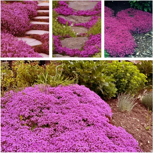 Vista 7 de Más de 20.000 semillas de tomillo rastrero cubierta del suelo, semillas de flores para plantar, Thymus Serpyllum perenne para jardín de rocas