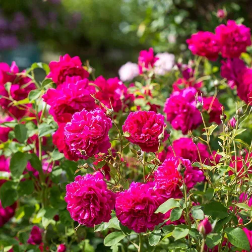 Vista 4 de Rosas arbustivas inglesas de reliquia, planta de raíz propia viva para jardín al aire libre, Thomas à Becket®, muy fragantes, zonas de rusticidad
