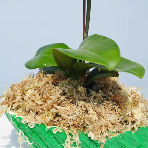 Vista 2 de Musgo esfagnum comprimido de 3.2 oz para plantas, musgo esfagnum prémium cuidadosamente seleccionado para orquídeas