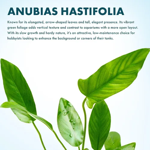 Vista 2 de SubstrateSource Plantas vivas – Anubias Hastifolia (Anubias hastifolia) – Luz baja a moderada, hojas en forma de flecha de color verde medio a