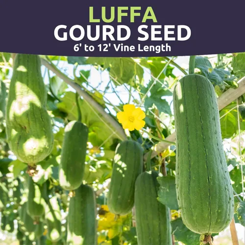 Vista 3 de Luffa Gourd - Sobre grande de 2,500 mg - 25 semillas de flores para plantar - Luffa aegyptiaca