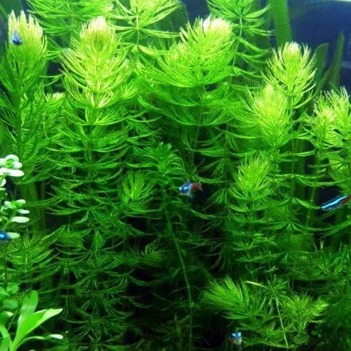 Vista 3 de Aquarium Plants Discounts - Plantas oxigenantes de estanque