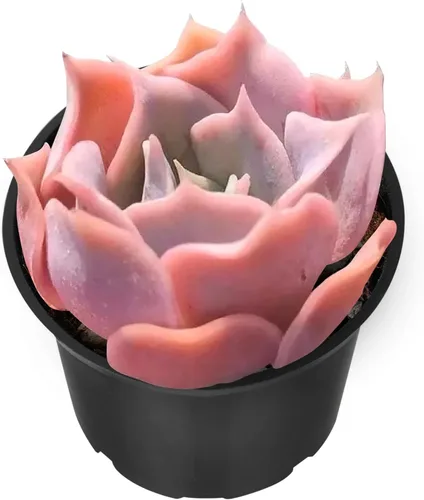 Vista 20 de Sprout N Green Echeveria 'Ball of Fat', planta suculenta viva rara totalmente enraizada en maceta de 2 pulgadas con tierra, oficina en casa