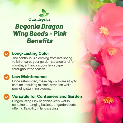 Vista 3 de Outsidepride Semillas de begonia Pink Dragon Wing para plantar, 10 semillas de flores perennes con flores grandes, hábito de crecimiento arqueado