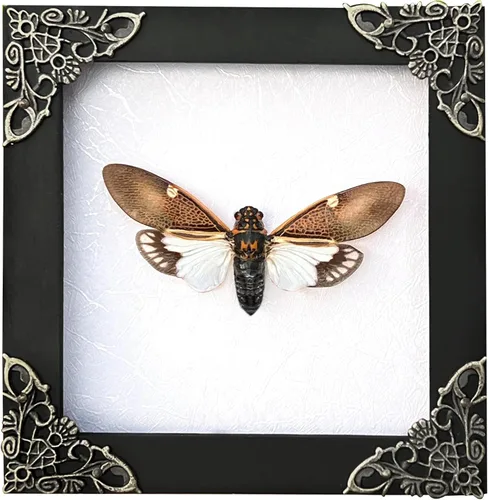 Vista 121 de 2 Real Dragonfly Specimens Shadow Box Framed Insect Display Oddities Curiosities Entomology Collection Natural History Wall Decor Gift for Nature