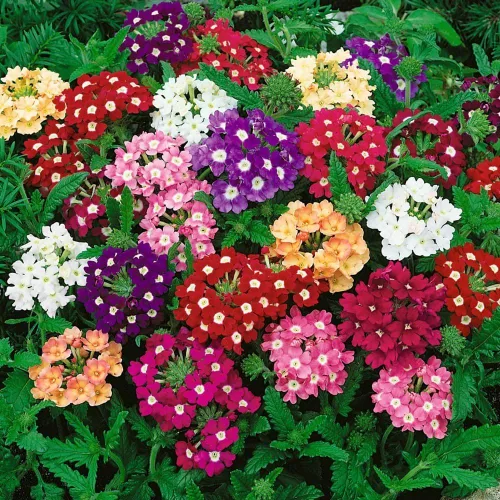 Vista 4 de Verbena Mix Hierba de la Cruz Flores Anuales para Plantar