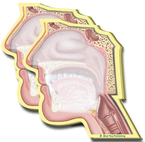 Vista 37 de Notas Adhesivas de Anatomía