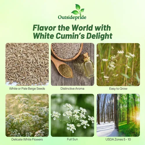 Vista 2 de Outsidepride Semillas de comino blanco comunes para plantar, 1000 piezas anuales, especias aromáticas, fáciles de cultivar, semillas sabrosas