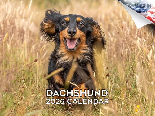 Vista 56 de Calendario de Lebrel Afgano 2025 2026, calendario mensual de pared de raza canina, 12" x 18" abierto, papel grueso sin traspaso, ideal para regalo