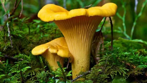 Vista 6 de Sporas Mushroom Golden Chanterelle Seeds Mycelium Spawn Hierloom Seed No OGM