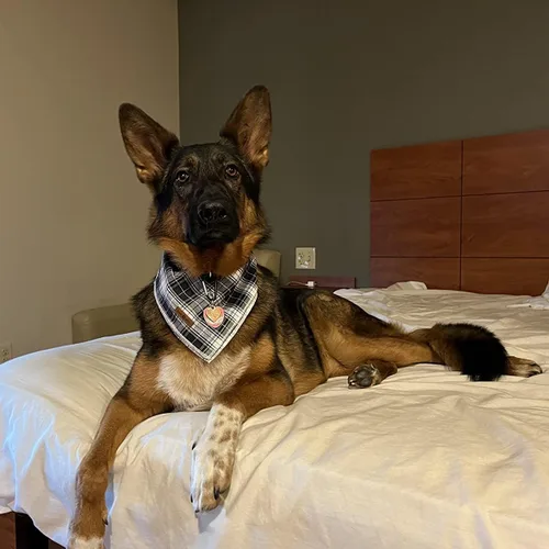 Vista 4 de Lionet Paws Bandana para Perro de Algodón Lavable Pañuelo Bufanda Bandana Triangular para Perros Pequeños Medianos y Grandes Cuadrícula Negra