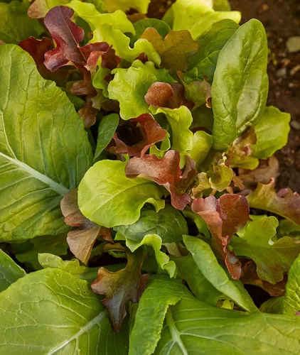 Vista 4 de Burpee Gourmet Blend Semillas de Lechuga 1100 semillas