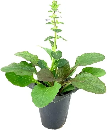 Vista 3 de Ajuga Reptans Bronze Beauty 3 plantas vivas Corneta de alfombra Cubierta vegetal resistente al frío tolerante a la sombra de bajo mantenimiento