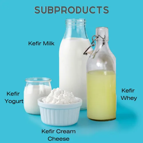 Vista 2 de Granos de kéfir de leche, frescos vivos, cultivos de kéfir, 50 mil millones de probióticos activos, para fermentos caseros amigables, guía incluida