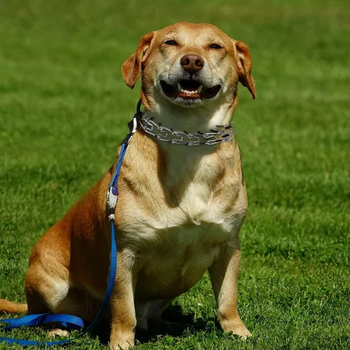 Vista 6 de Collar de punta para perro, collar de estrangulador para perros, collar de entrenamiento de pellizcos, collar de estrangulador ajustable desmontable