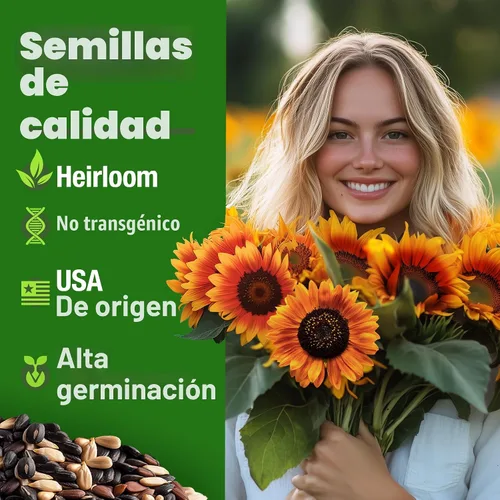 Vista 2 de HOME GROWN Autumn Beauty Semillas de girasol, 40 semillas, Helianthus