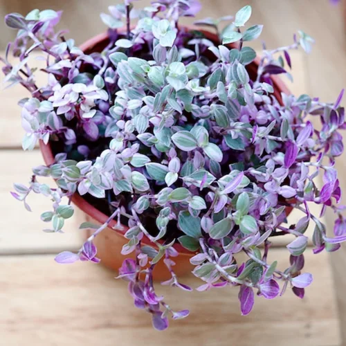 Vista 5 de Tradescantia Callisia Repens - Planta viva, Tradescantia Callisia Repens plantas suculentas, enredadera de tortuga rosa en maceta de 4 pulgadas
