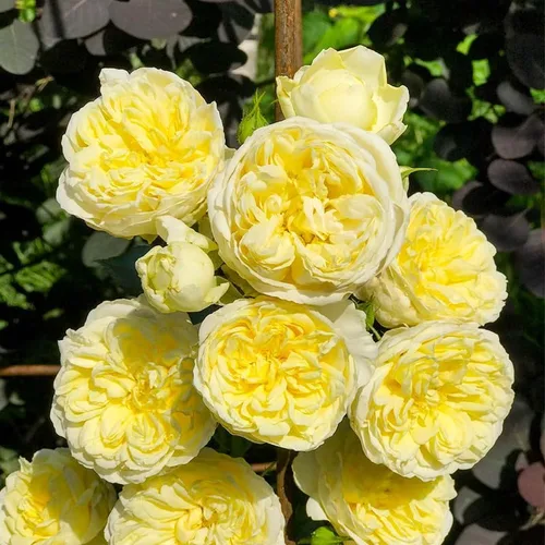 Vista 4 de Más de 230 semillas de rosas trepadoras para plantar, flor de vid trepadora perenne fragante
