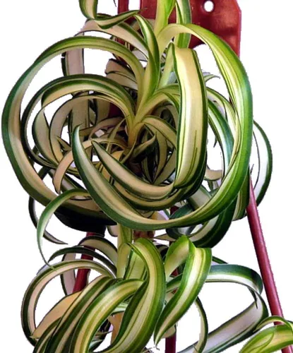 Vista 2 de Bonnie - Planta de araña rizada - Planta de aire limpio fácil de cultivar - Maceta de 2.5 pulgadas