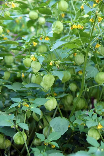 Vista 7 de Ground Cherry Aunt Molly's 50 Seeds