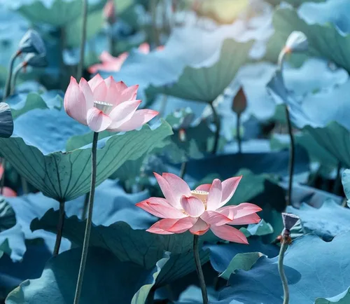 Vista 6 de Ficoszo 30 unidades de semillas de loto enana para plantar lirio de agua, semillas de loto Bonsai para plantas acuáticas, semillas de estanque