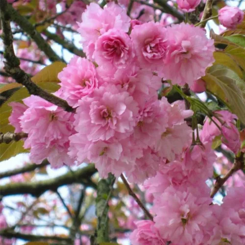 Vista 5 de Kwanzan - Cerezo japonés con flores - Planta viva de 8 a 14 pulgadas de alto - maceta de 2.5 pulgadas Flor de cerezo ornamental rosa - Prunus