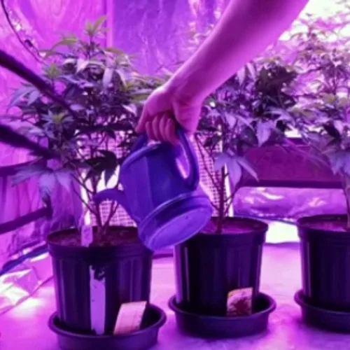 Vista 8 de Kit de pH hidropónico estándar para subir y bajar - Ajustador de pH de botella de 10 onzas para sistemas hidropónicos, fibra de coco incluso suelo.