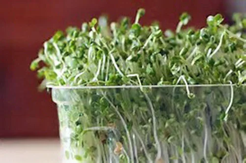 Vista 3 de Semillas de brócoli sin OMG para brotar brotes Microgreens (2 onzas de Pure Seed). Marca Country Creek LLC.