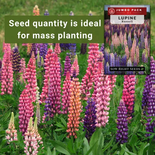 Vista 3 de Sow Right Seeds - Semillas de altramuz Russell a granel para plantar - Paquete jumbo de reliquia sin OMG - Flor perenne - Ideal para bordes