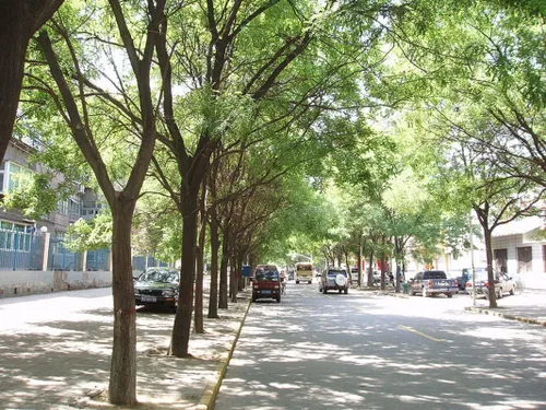 Vista 2 de 10 semillas de árbol de pagoda japonesa - Styphnolobium japonicum