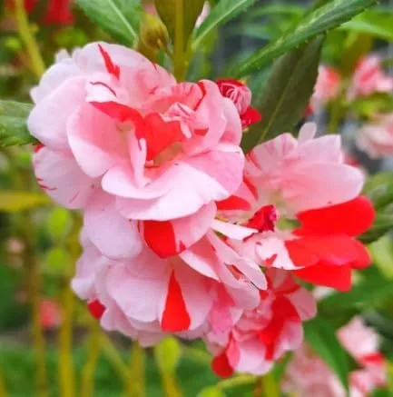 Vista 4 de Generic 100pcs Balsam Camellia Semillas de Flor 100pcs Balsam Camellia Semillas de Flor 100 semillas de flores de camelia de bálsamo