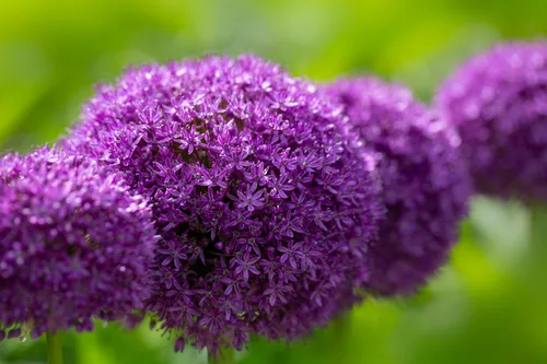 Vista 7 de 25 semillas de flores gigantes Allium GLOBEMASTER Allium Giganteum de Seedville