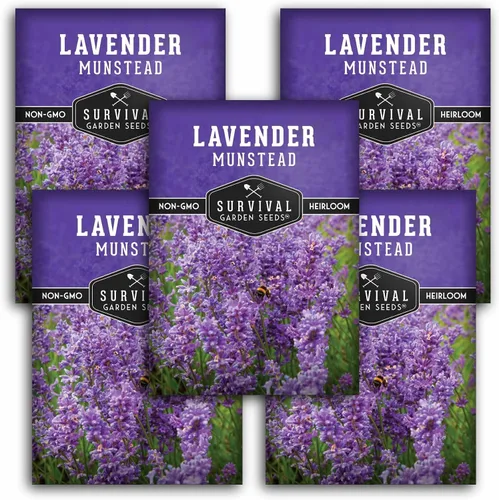 Vista 12 de Munstead English Lavender Seeds for Planting, Compact Herb - 1 Pack