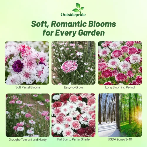 Vista 2 de Outsidepride Mezcla romántica de semillas de aciano para plantar, 250 unidades. Semillas anuales de flores de botón de licenciatura para jardines