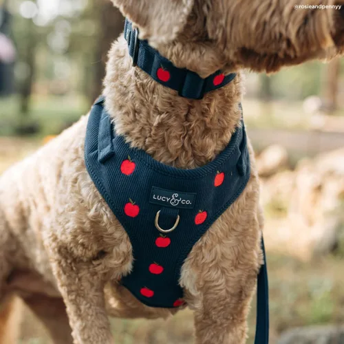Vista 5 de Lucy & Co. Appley Ever After - Arnés de pana para perro, sin tirones, talla Appley Ever After Corduroy