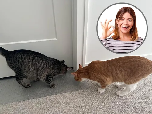 Vista 5 de KittySmart Tapete Antiarañazos - Evita que los gatos arañen las alfombras en las puertas al instante - PRECORTEADO para ajustarse a su puerta - No
