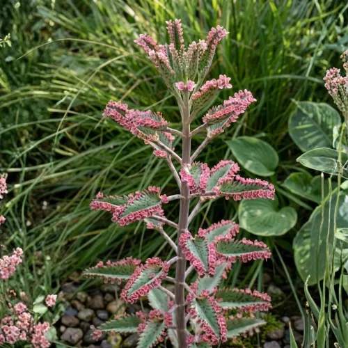 Vista 4 de Kalanchoe - Planta suculenta viva de mariposa rosa, maceta de 2 pulgadas, colorida para interiores, hermoso regalo para los amantes de las plantas