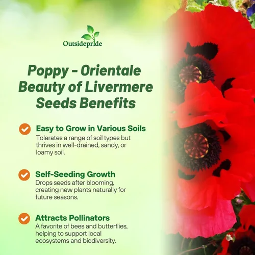 Vista 3 de Outsidepride Orientale Beauty of Livermere - Semillas de amapola para plantar, 500 piezas de semillas de flores silvestres perennes, tolerantes a
