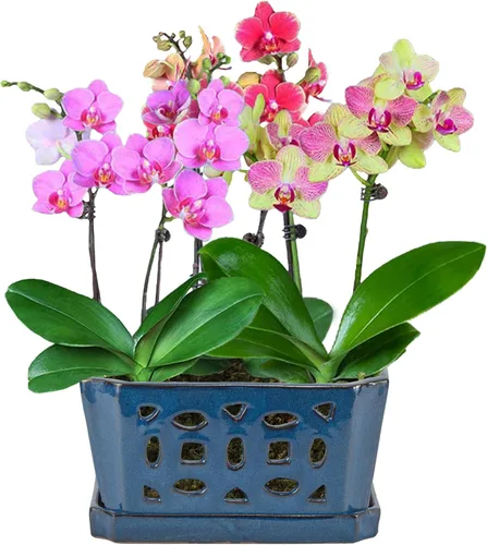 Vista 7 de W&W Orchid Pot with Holes and Saucer for Repotting, Blue, 9.7 Inch azul 9.7