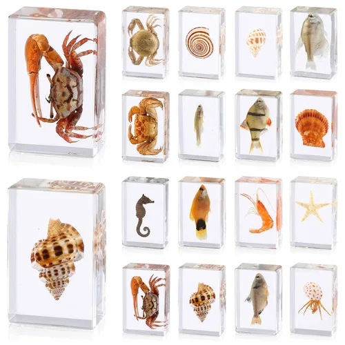 Vista 6 de 16 piezas de insectos mariposa en espécimen de resina, colección de bichos, pisapapeles, 16 estilos de espécimen real de bichos, kit de bichos