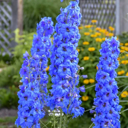 Vista 3 de Blue Delphinium Larkspur - Semillas de flores altas variadas de más de 30 semillas sin OMG para cultivar